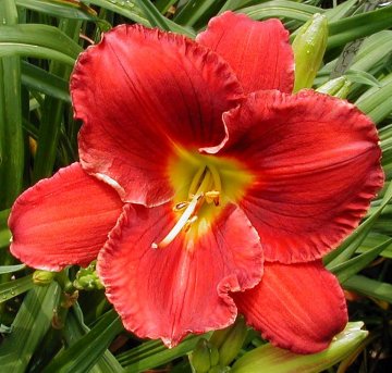 Photo of SENECA WARRIOR